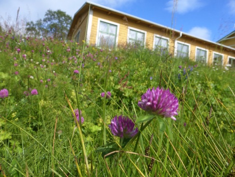 Fjallnas yellow building with wild flowers